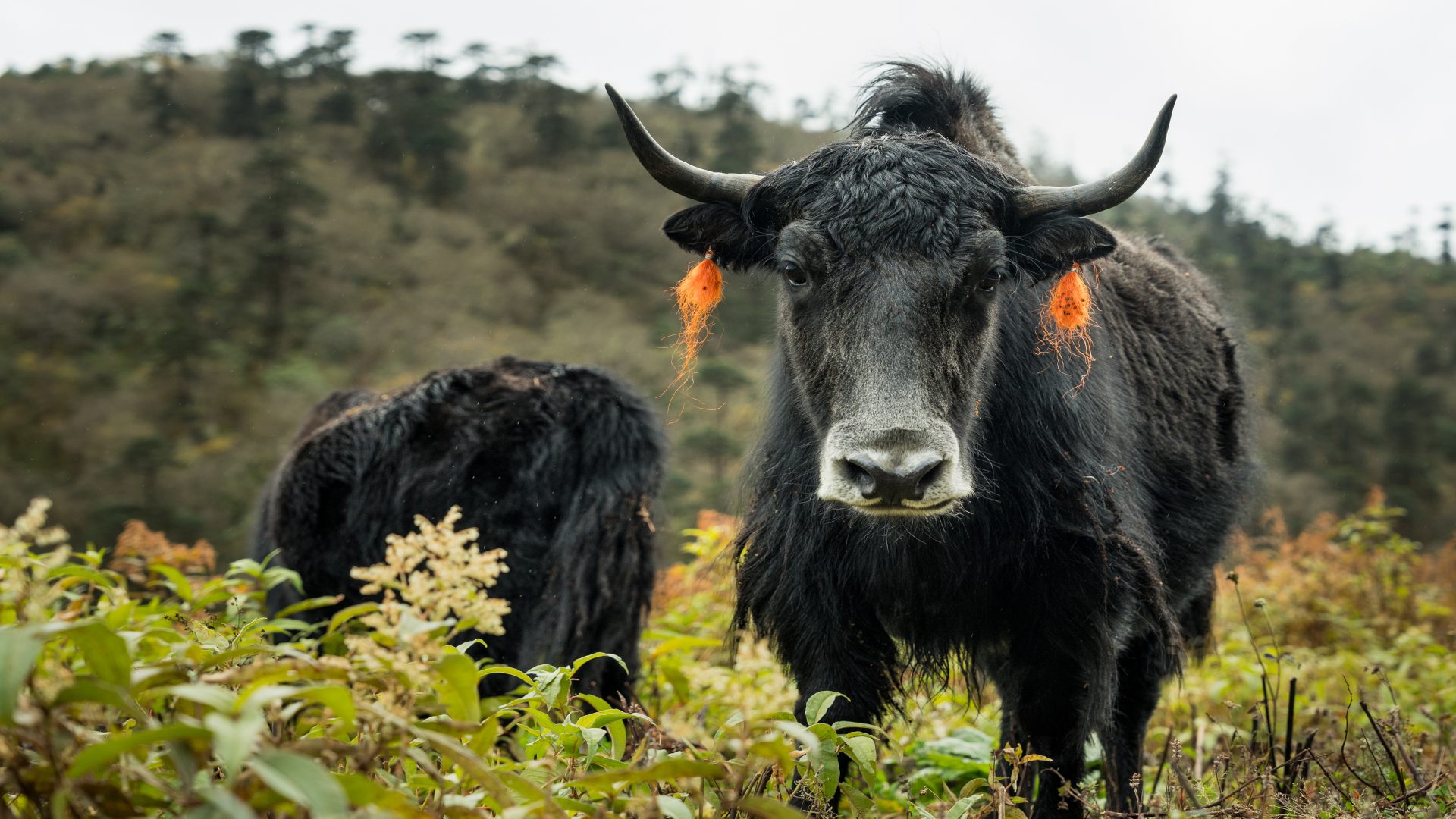 Yak grazing in Himalayan mountain landscape in Bhutan